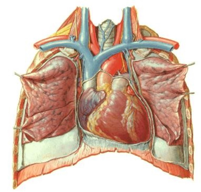Anatomie de l'appareil circulatoire