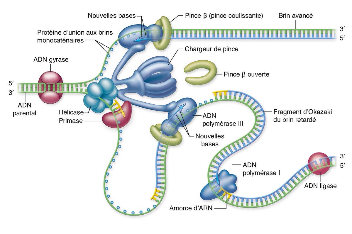 Biologie Moleculaire 